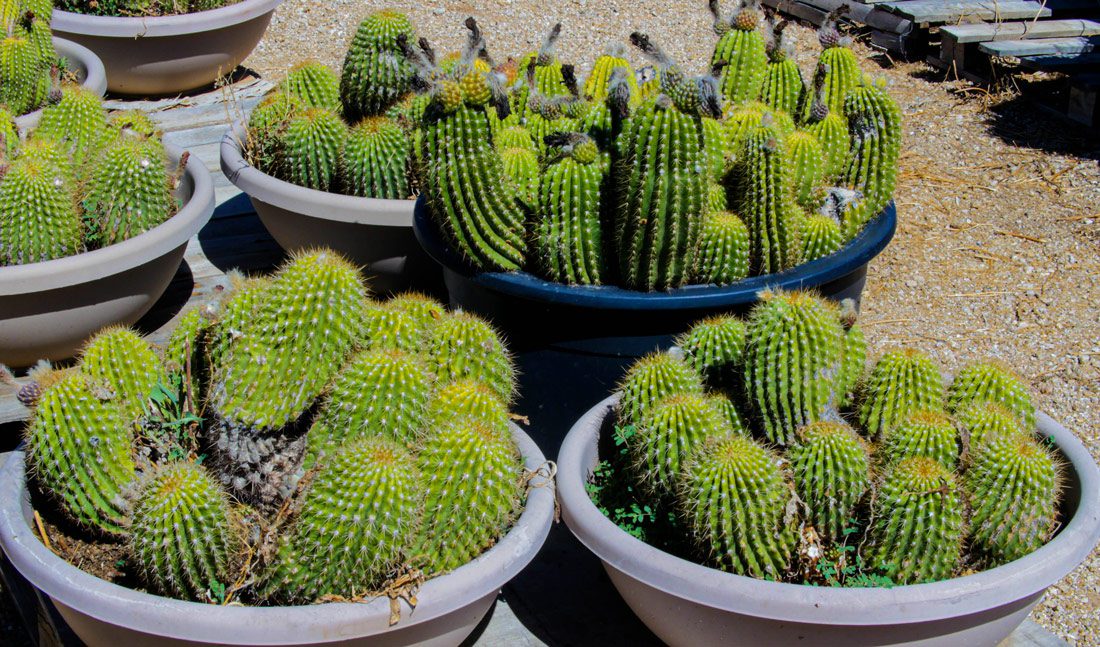 Potted cacti in sunlight