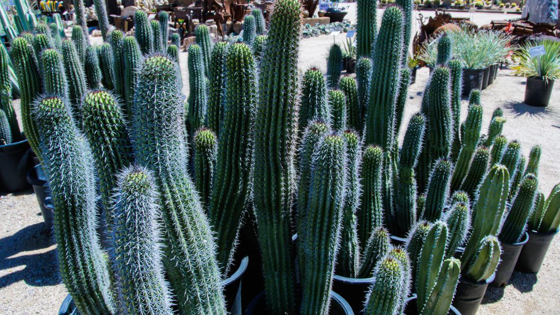 Various tall cacti in containers