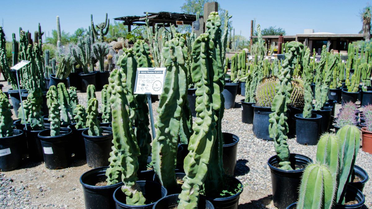 Potted cacti displayed outdoors