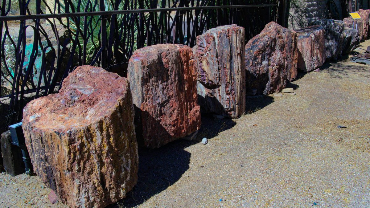 Large petrified wood logs in sunlight