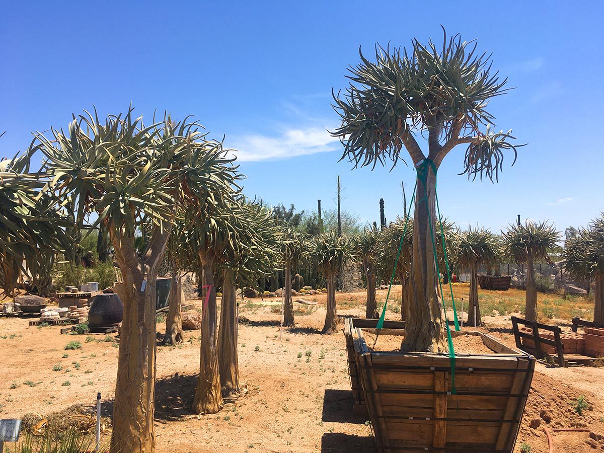 Aloe trees under clear blue sky