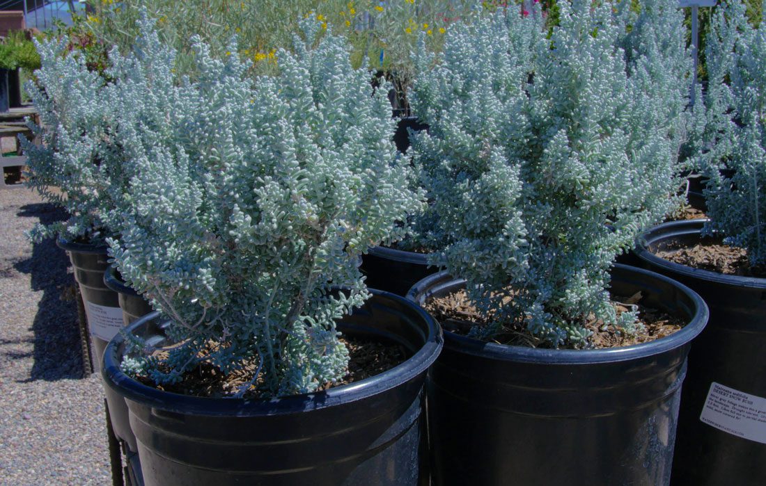 Potted silver shrubs outdoors