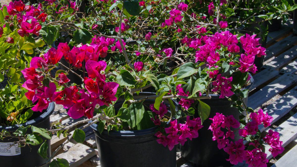 Bright pink flowers in black pots