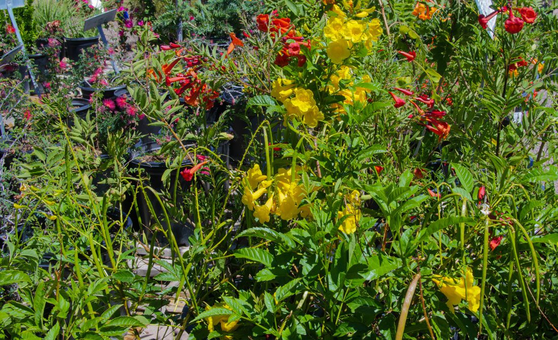 Colorful garden flowers in full bloom