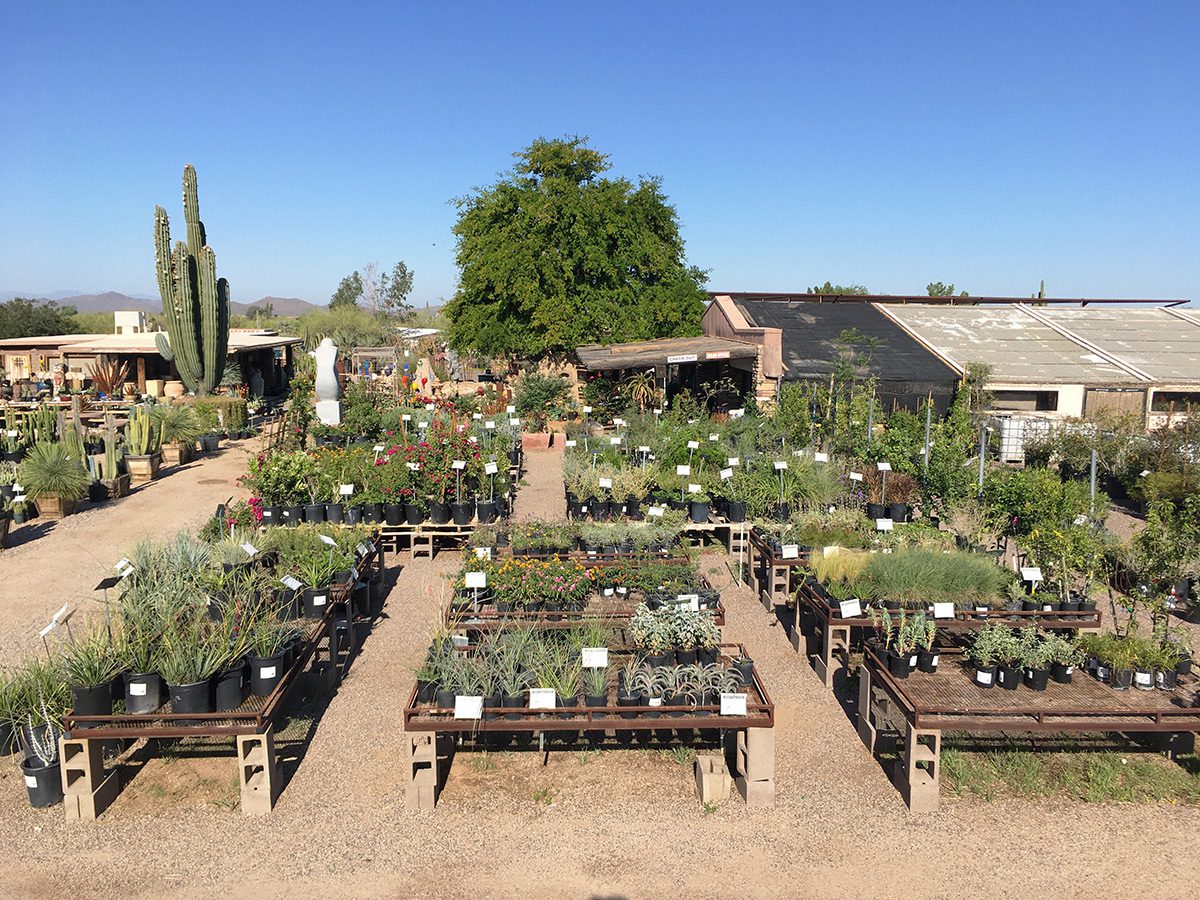 Outdoor plant nursery with cacti