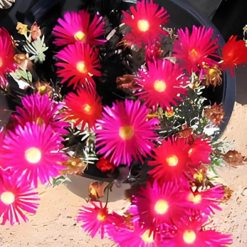Bright pink flowers in a black pot.