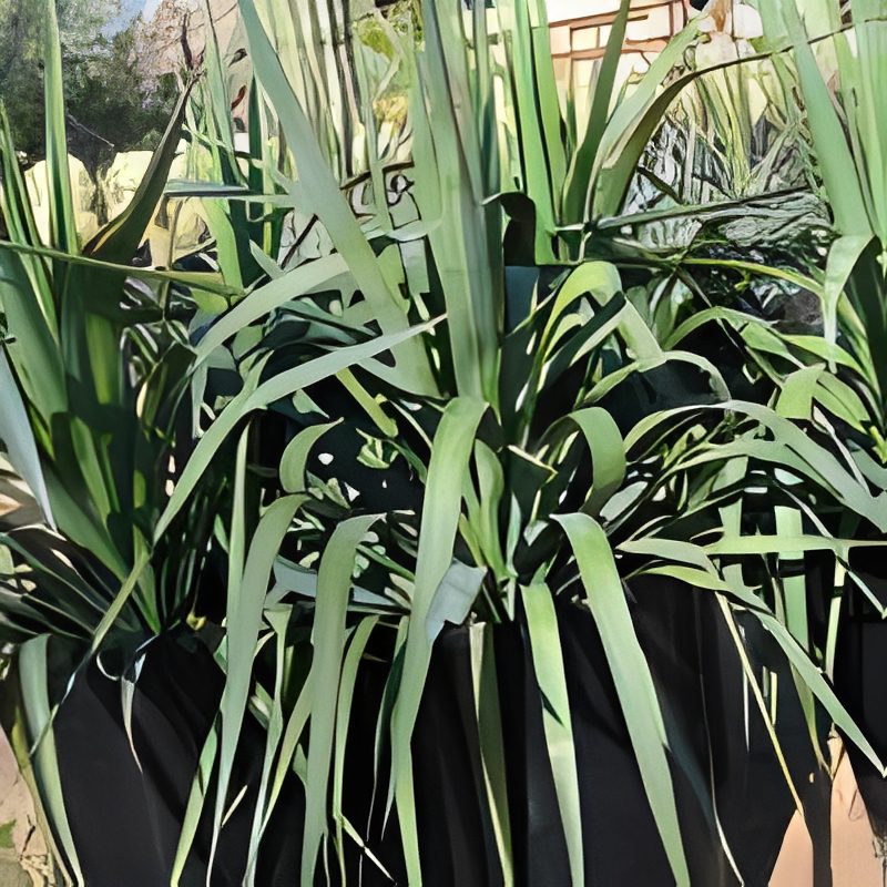 Potted green plants with long leaves