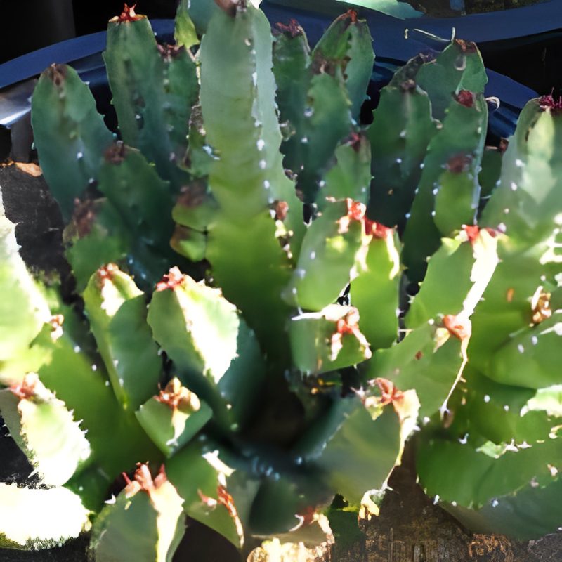 Bright green cactus plant in a pot.