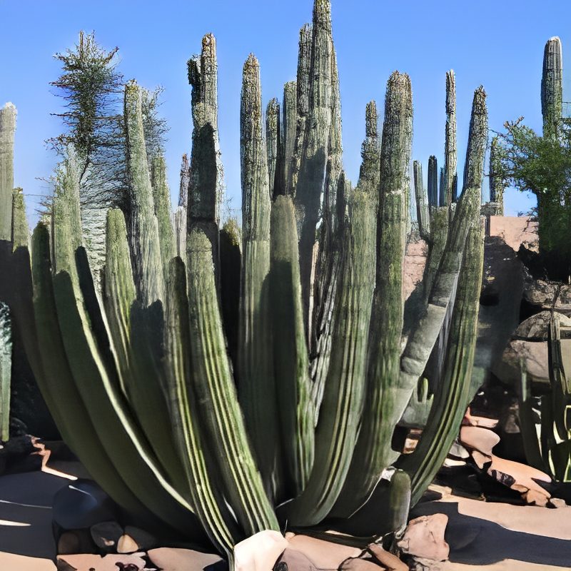 Varied cacti against a sunny backdrop