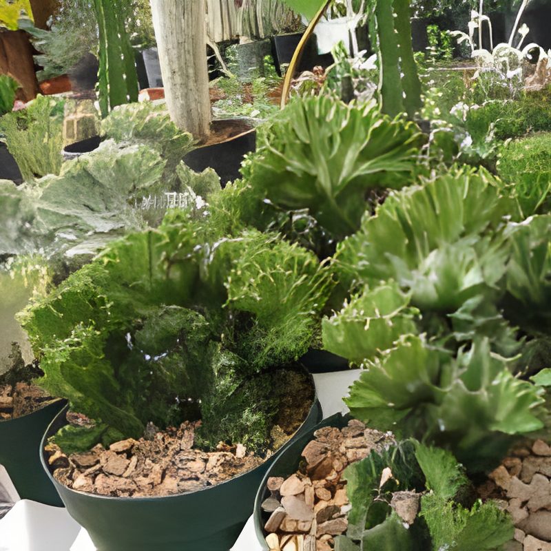 Decorative potted succulents display
