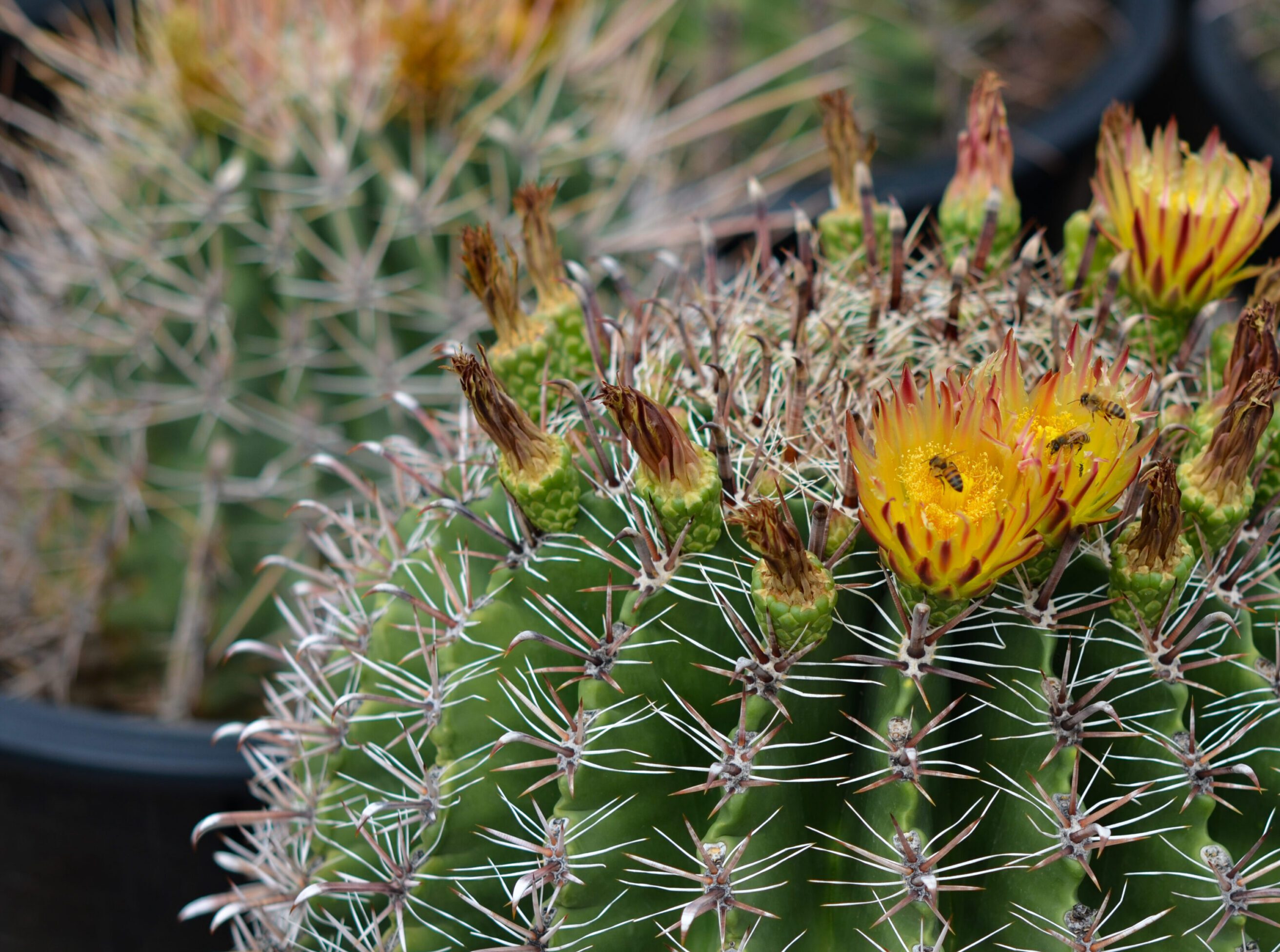 Cactus with flowers