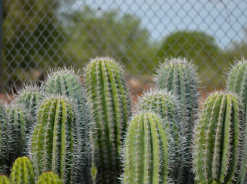 Tall cacti behind a chain-link fence