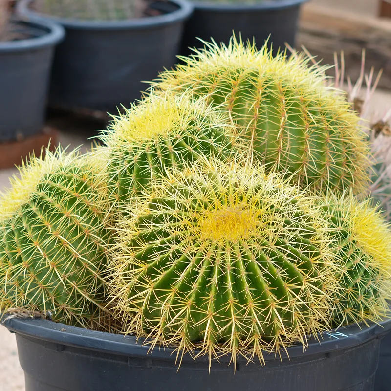 Spiky green cacti in black pot