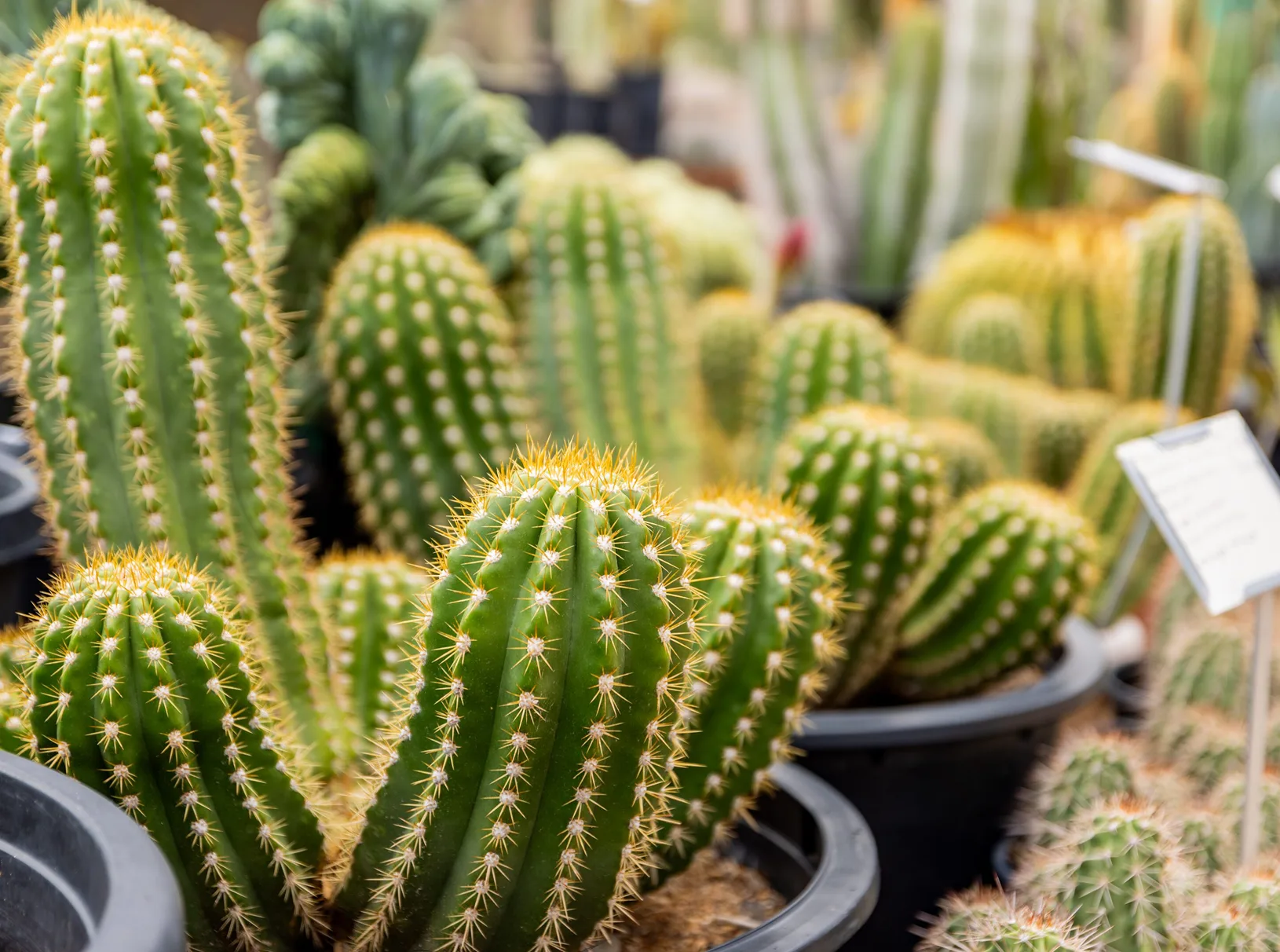 Variety of cactus plants in pots on display in a greenhouse, with a blurred background
