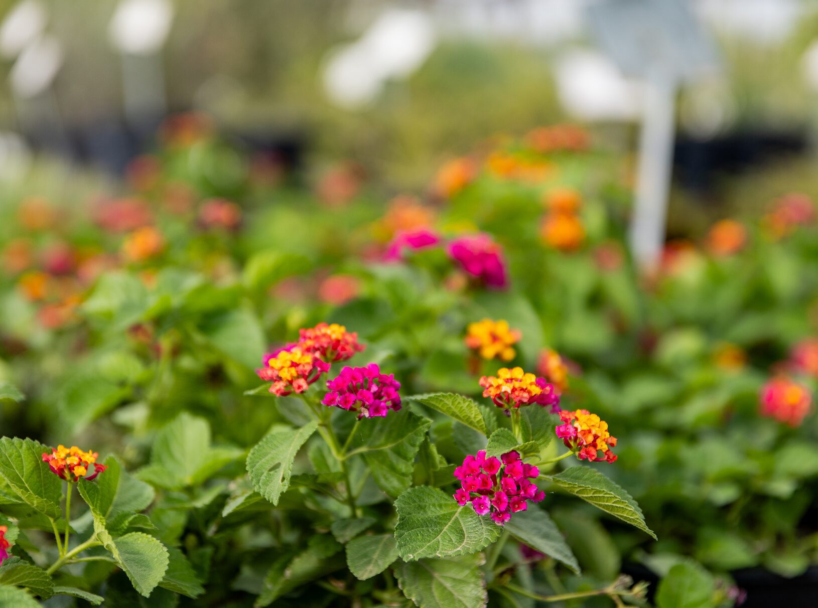 Vibrant display of lantana flowers in a greenhouse, with a variety of colors including pink, yellow, orange, and red