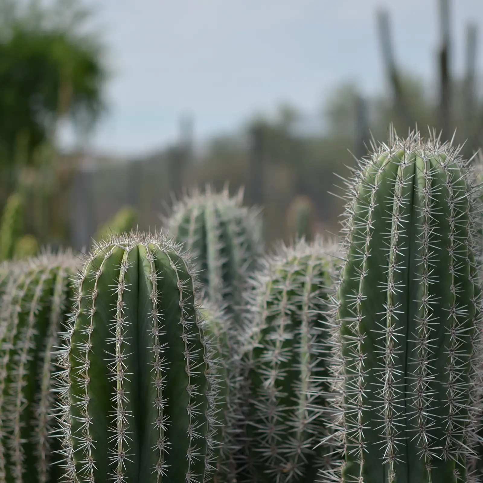Group of cactus plants sitting on top of a table, with a blurred background of trees and sky
