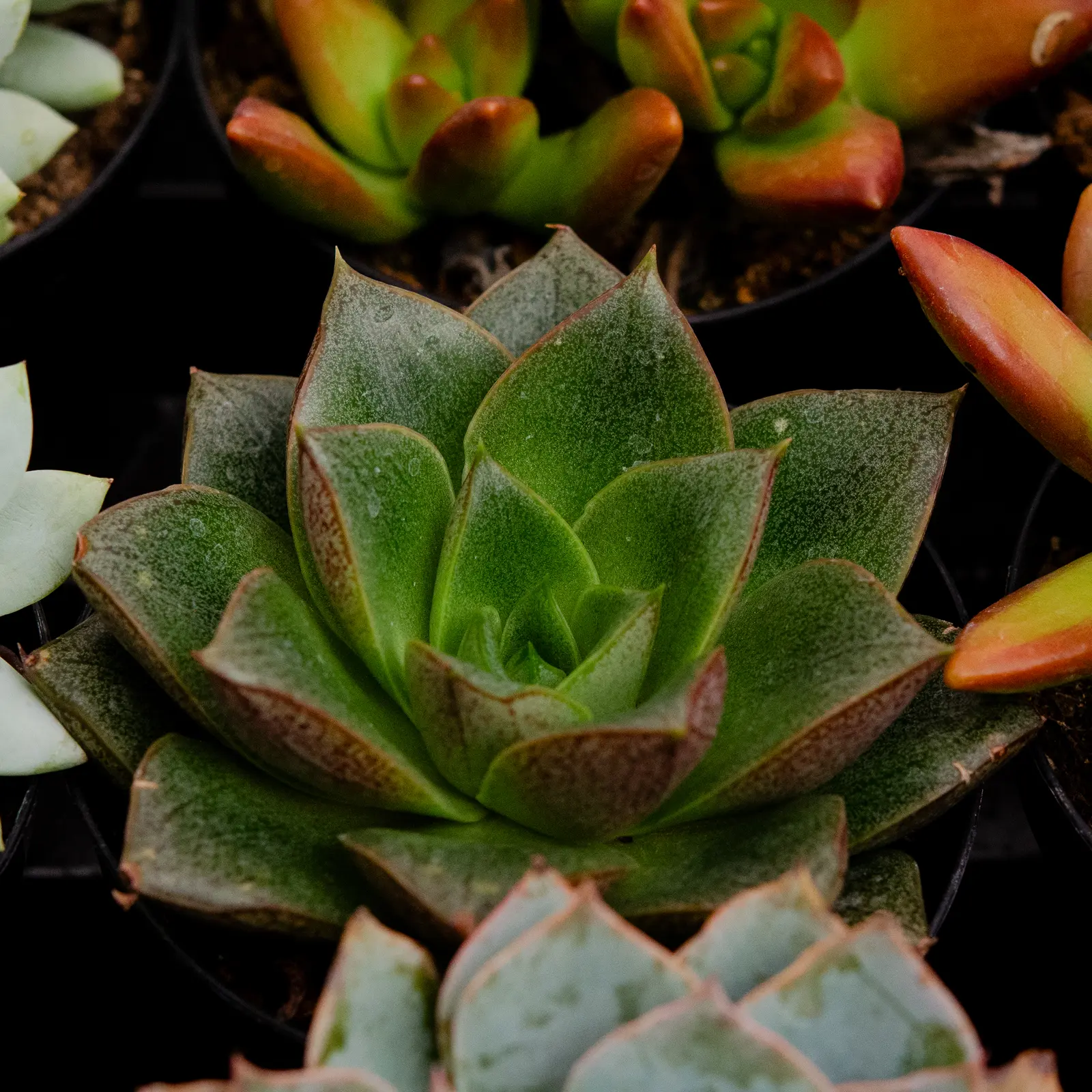 Close up of a variety of succulent plants in pots, with a blurred background