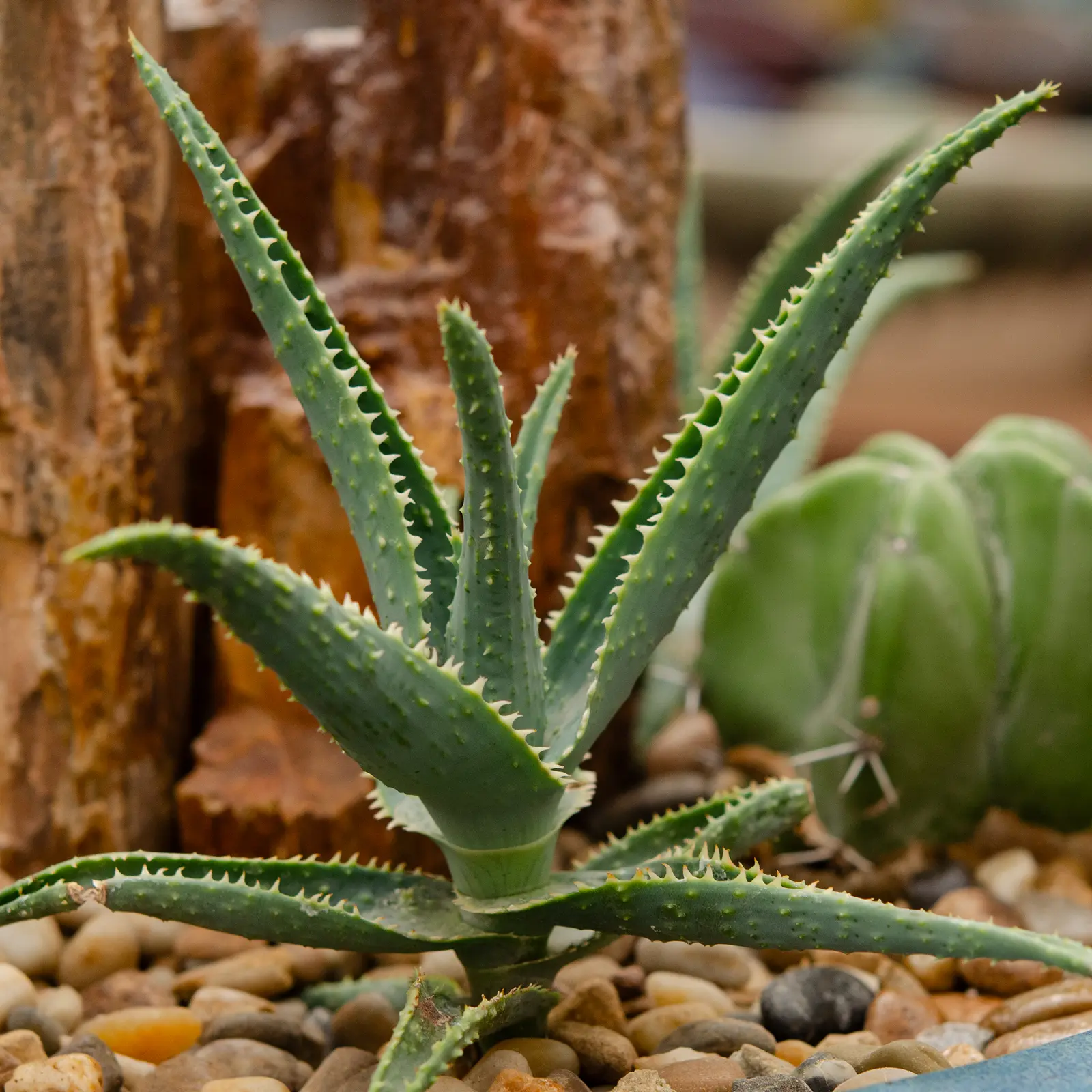 Aloe vera plant in a pot surrounded by stones, with a blurred background