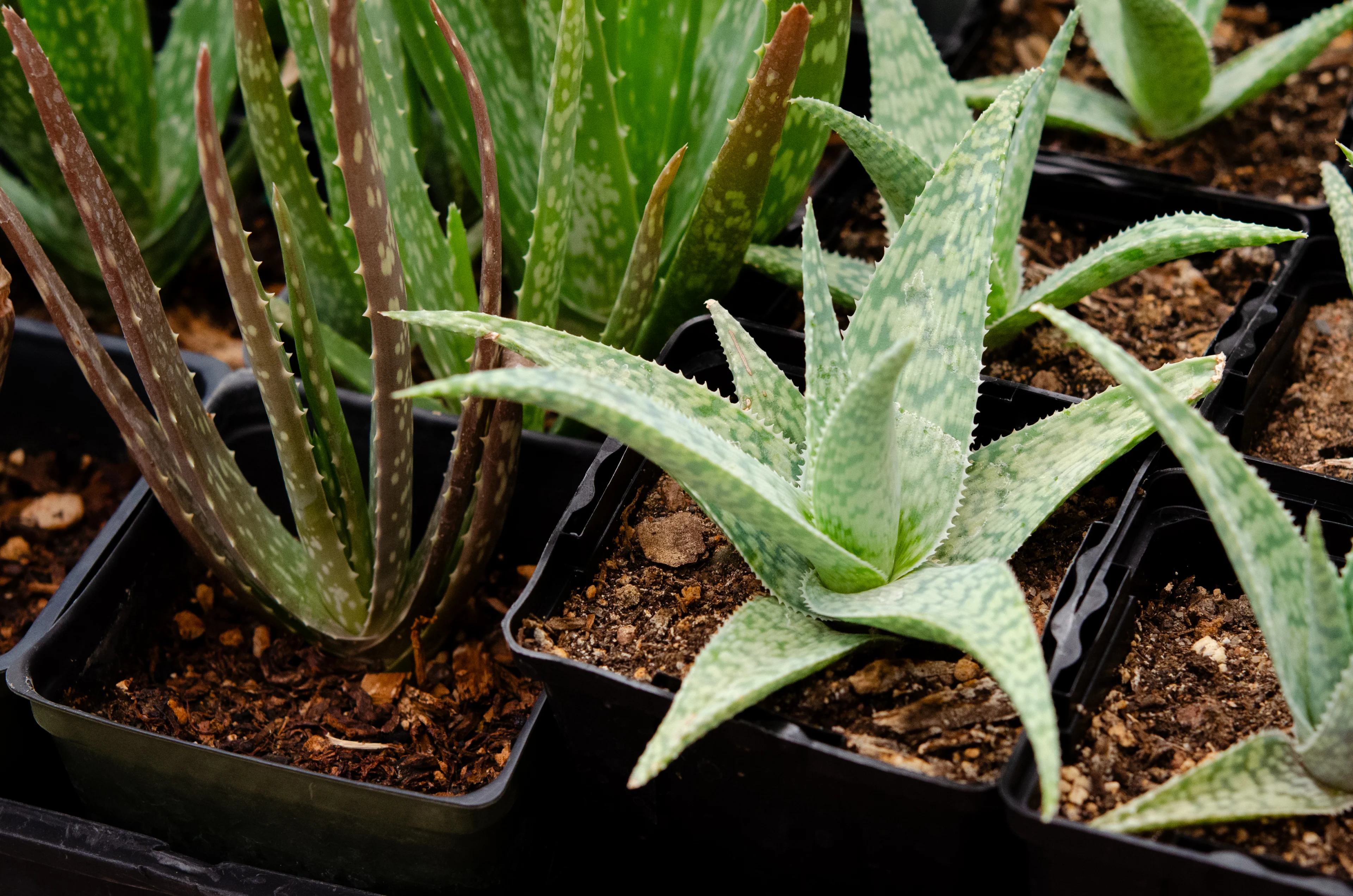 Variety of aloe vera plants in black plastic pots, with soil visible at the bottom