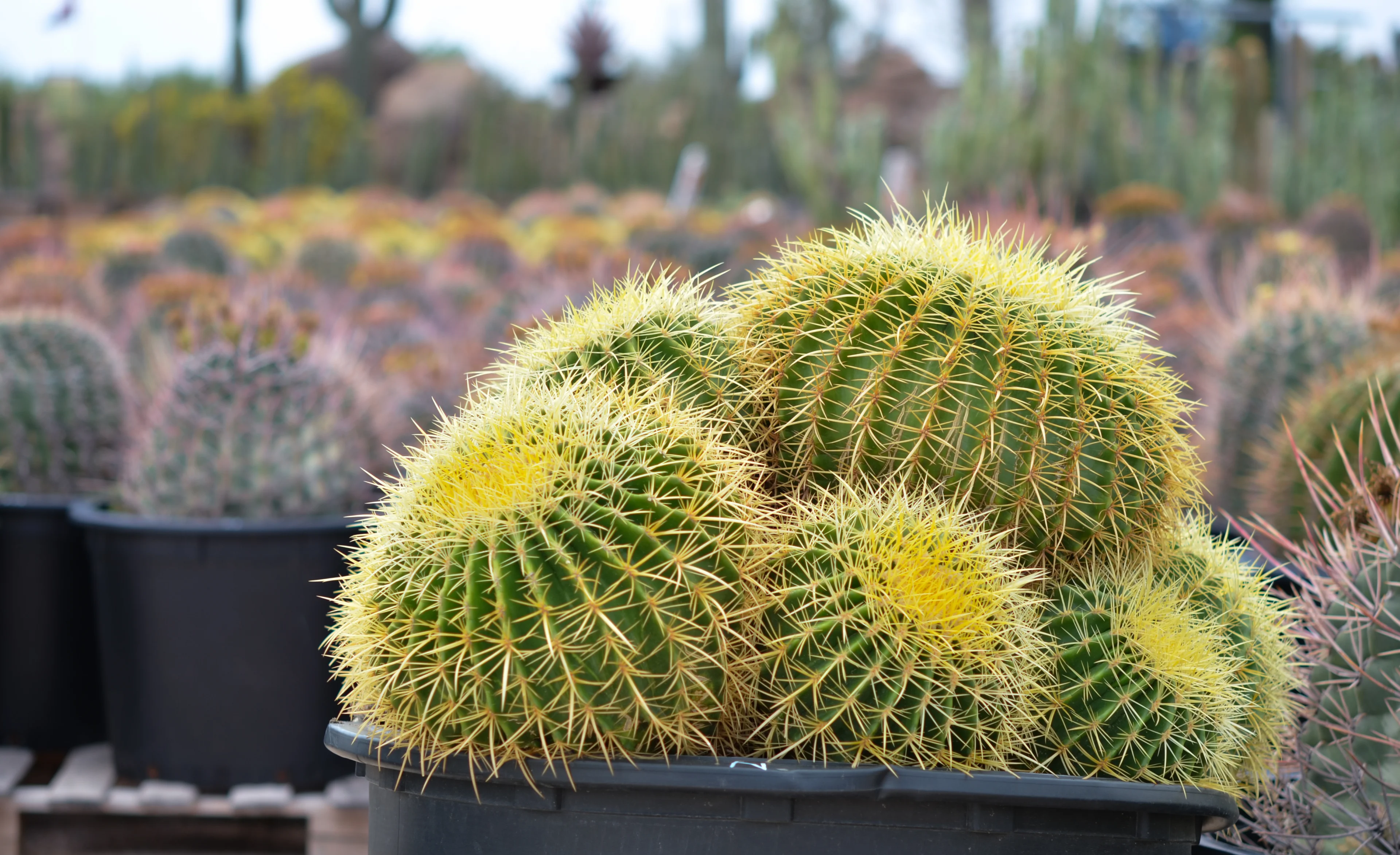 Barrel cactus in a pot on a table surrounded by other cactus plants in the background, which is slightly blurred