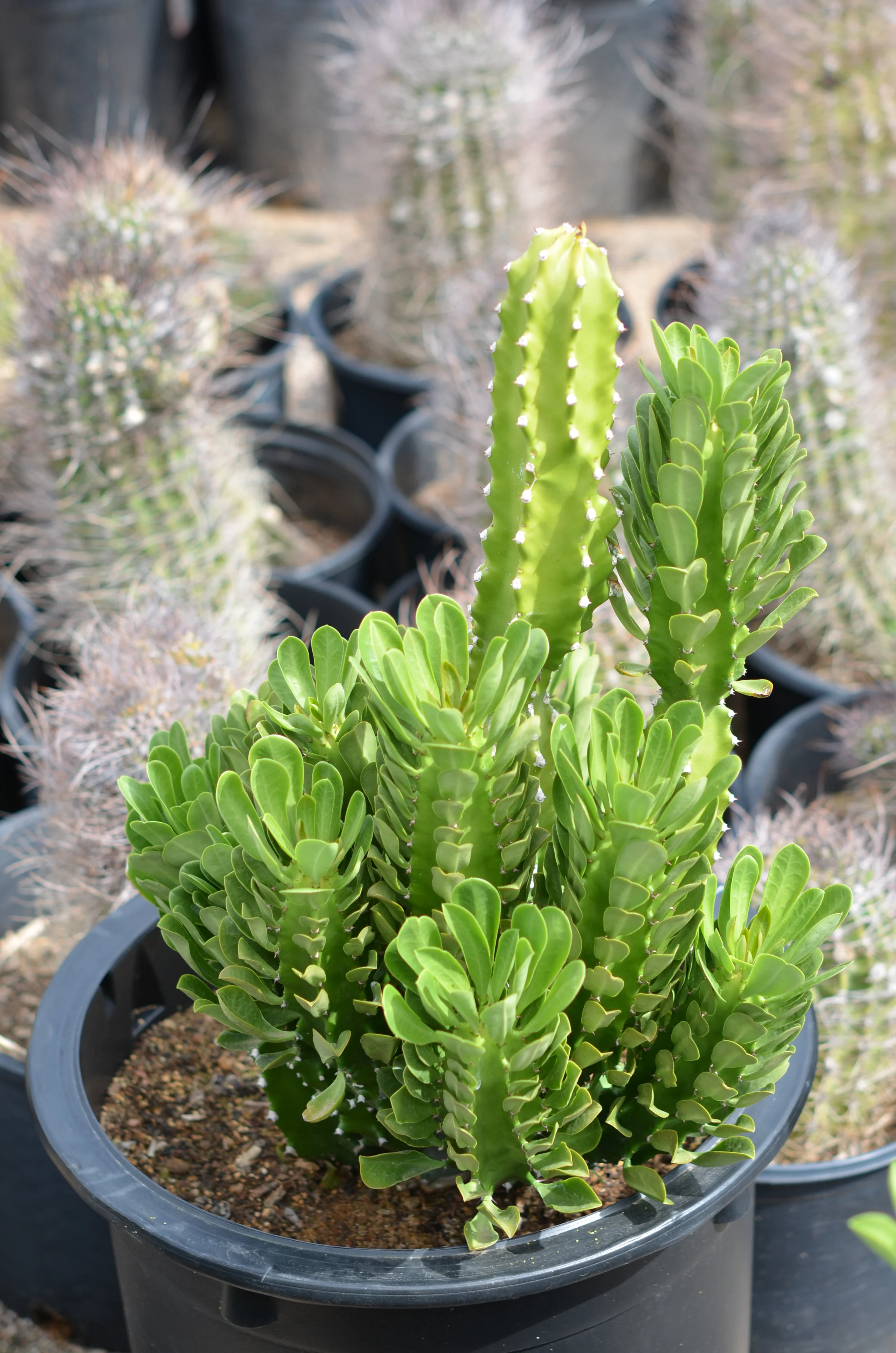 Small cactus plant in a black pot sitting on top of a table, with a blurred background