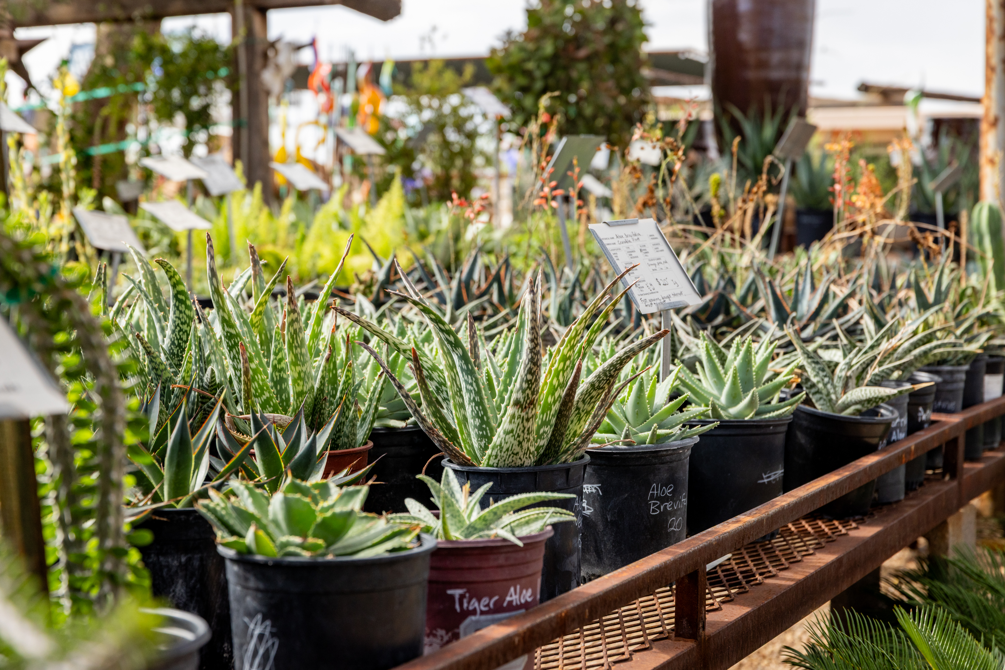Row of potted plants sitting on top of a wooden table, with a blurred background
