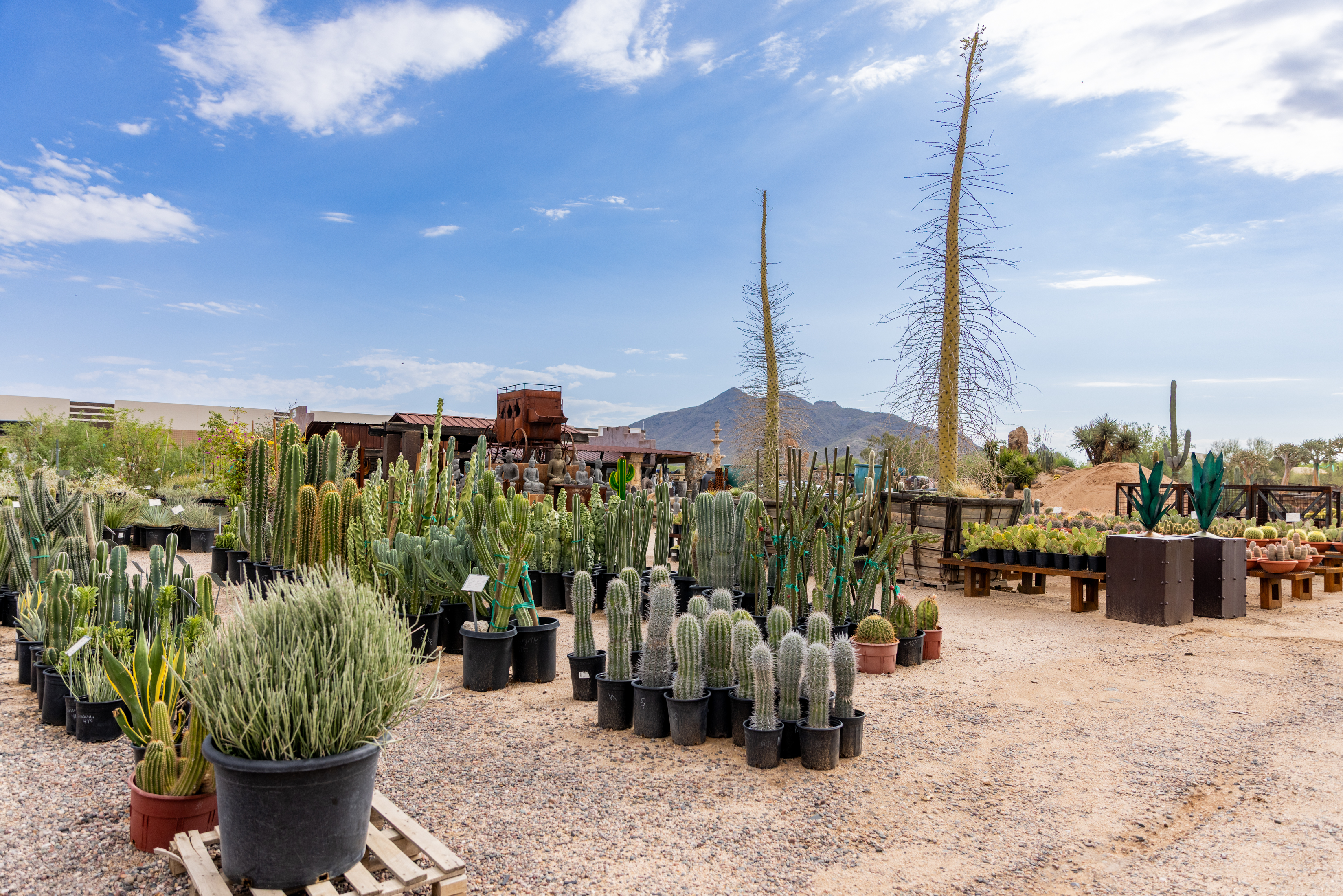 Desert garden filled with lots of cacti and succulents in pots on wooden pallets, surrounded by buildings, trees, hills