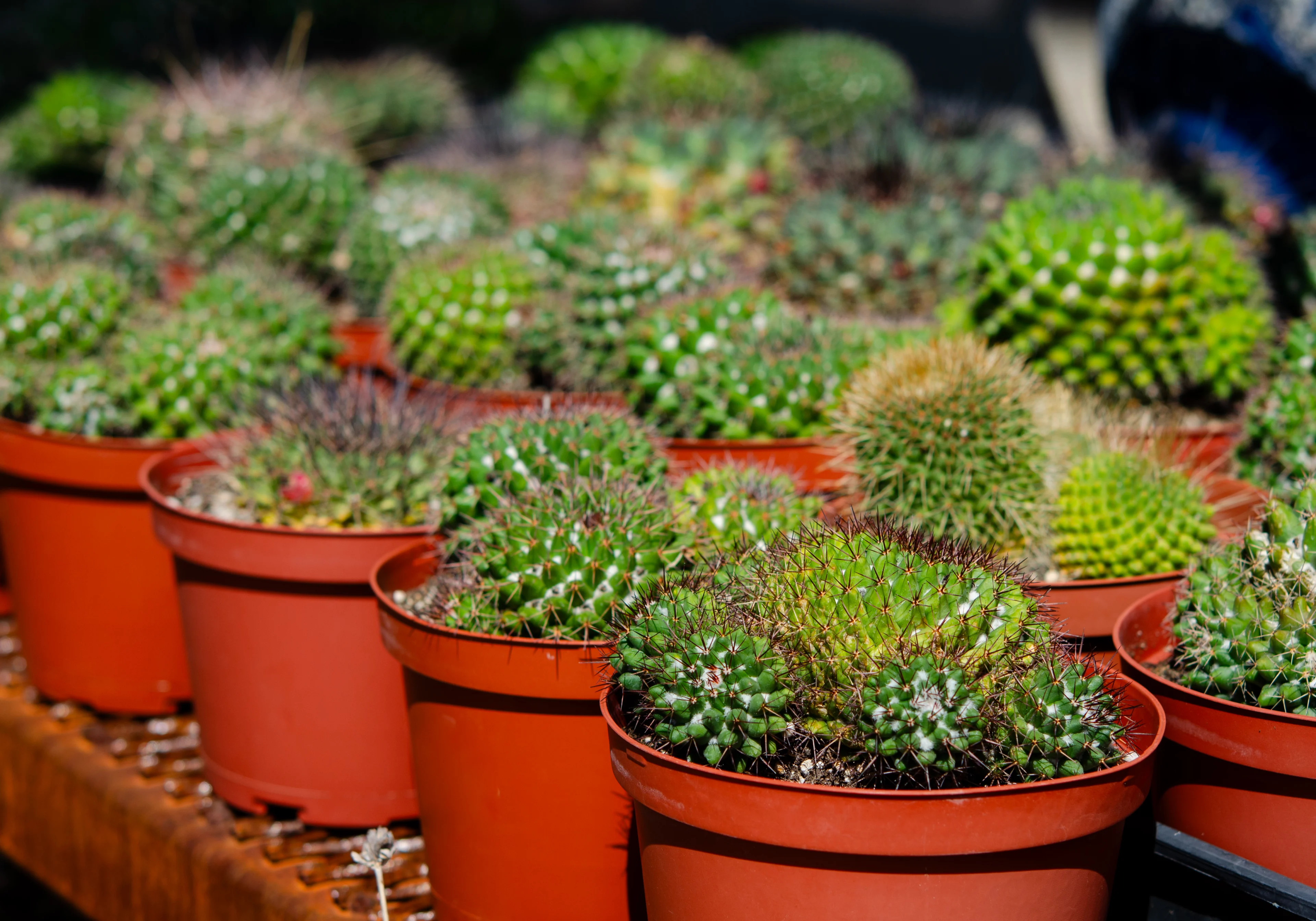 Table with a variety of cactus plants in pots on it, with a blurred background