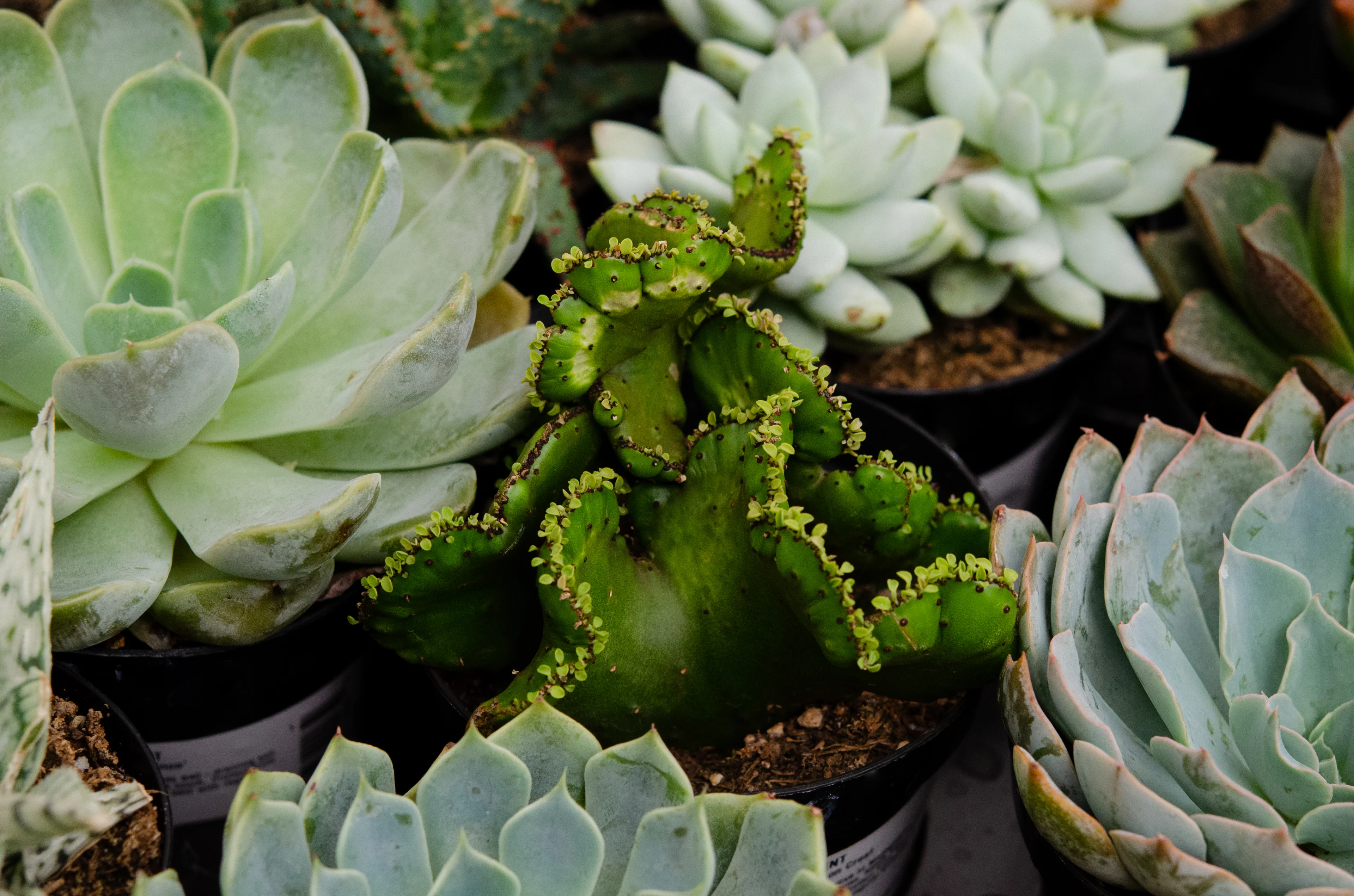 Table with a variety of succulent plants in pots