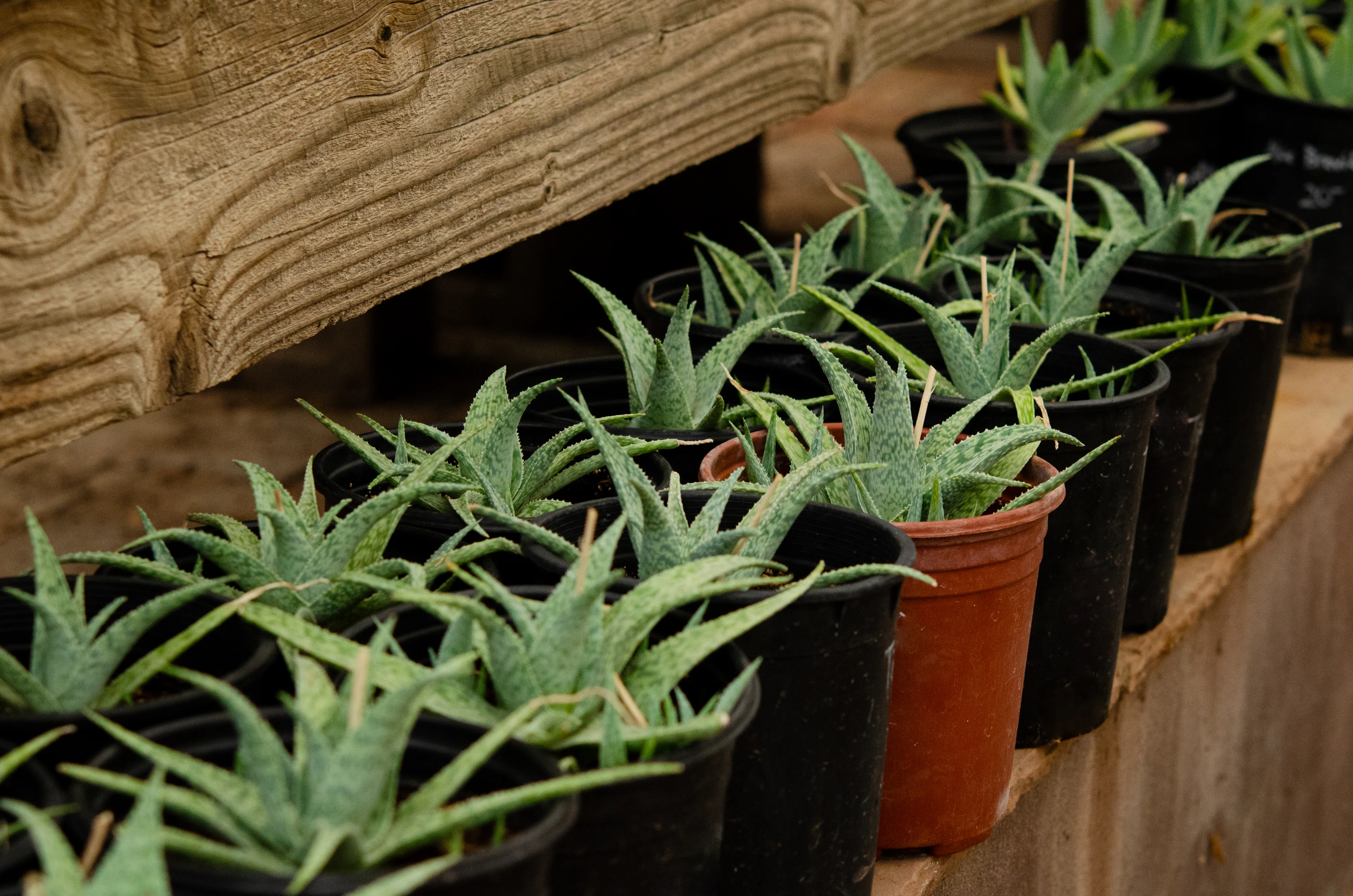 Wooden shelf filled with potted aloe vera plants, with a wooden object at the top left corner