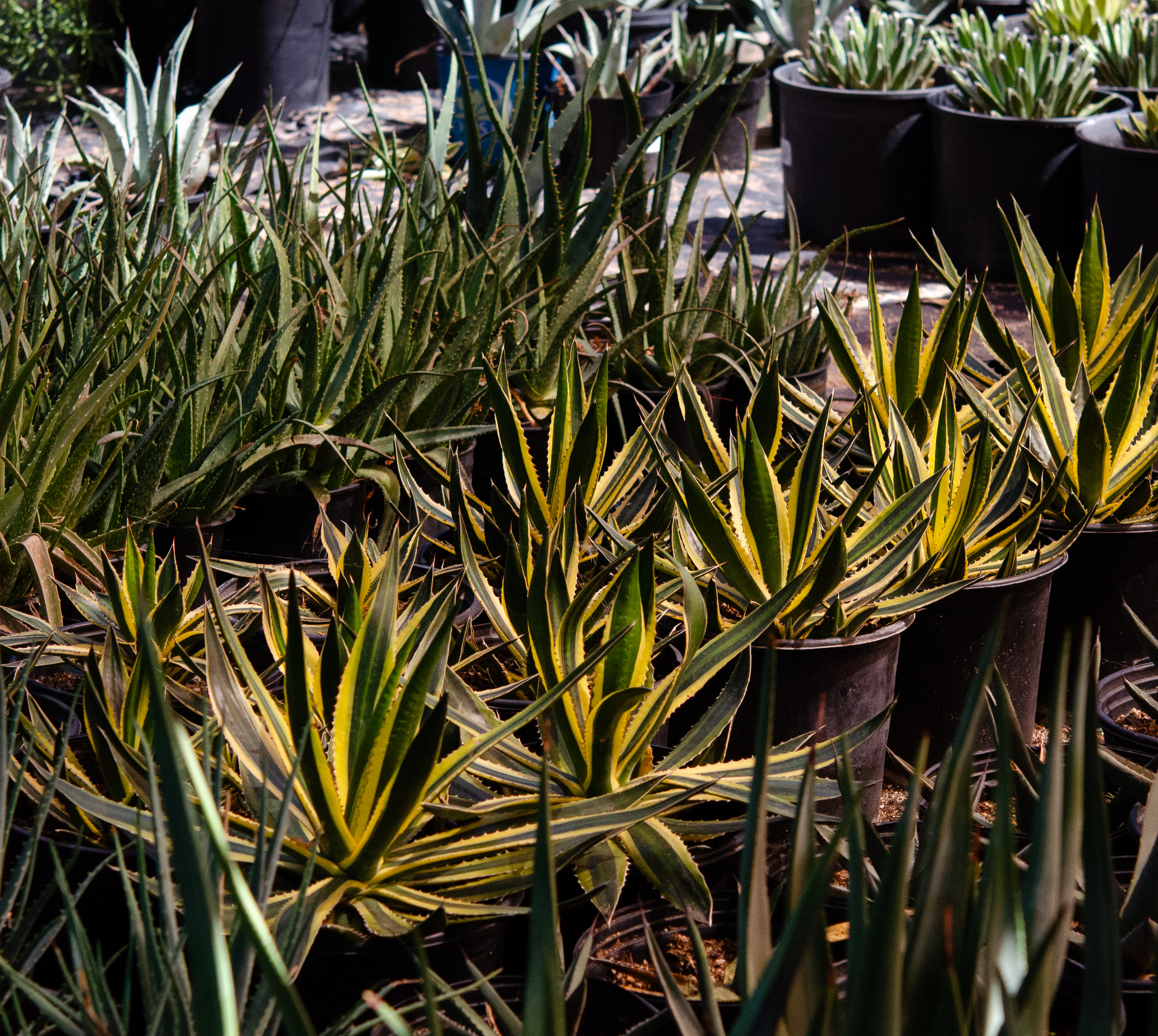 Variety of agave plants in pots on the ground, with a few more plants in the background