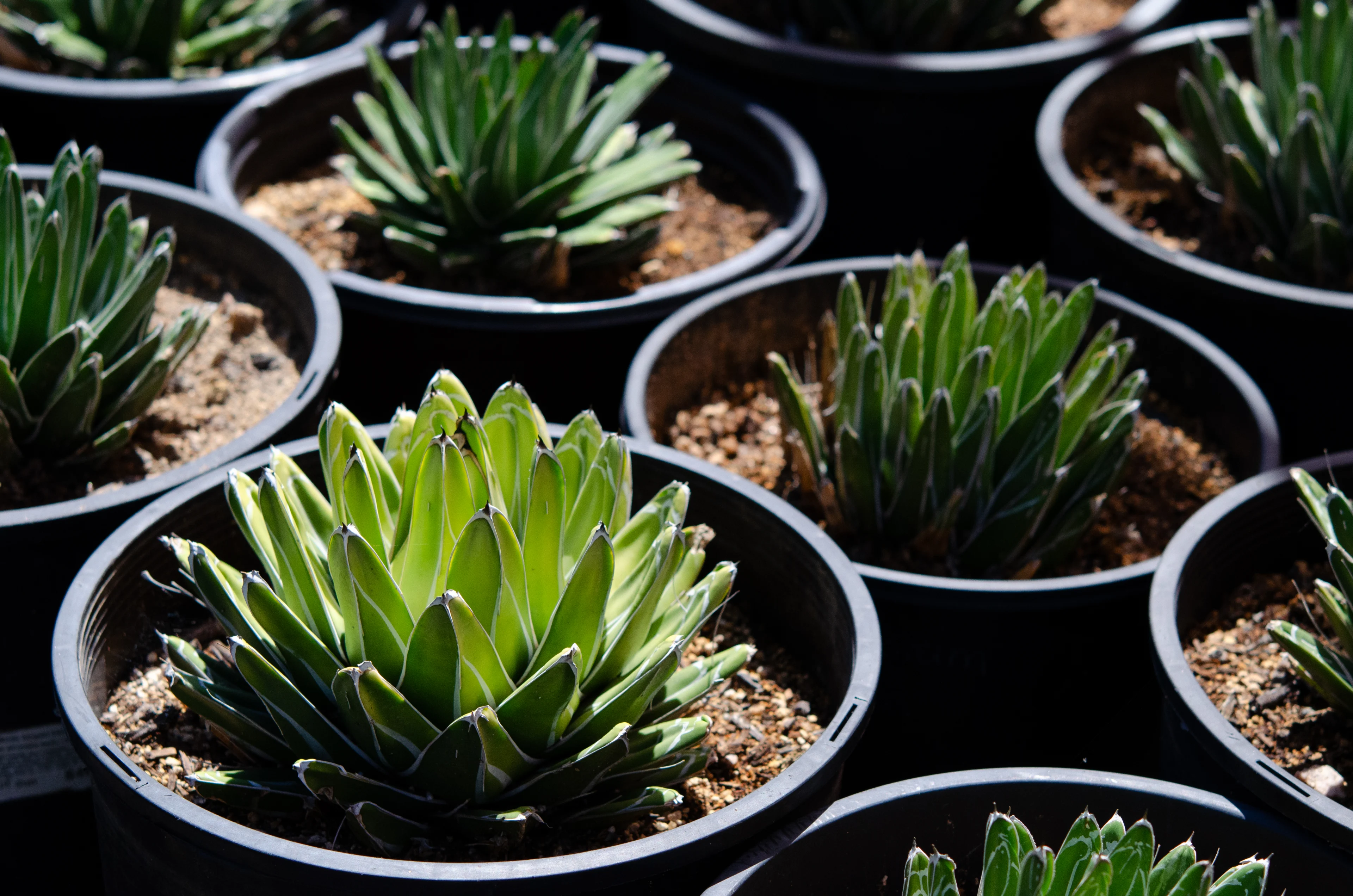 Table with a bunch of small succulent plants in black pots, likely from a garden center