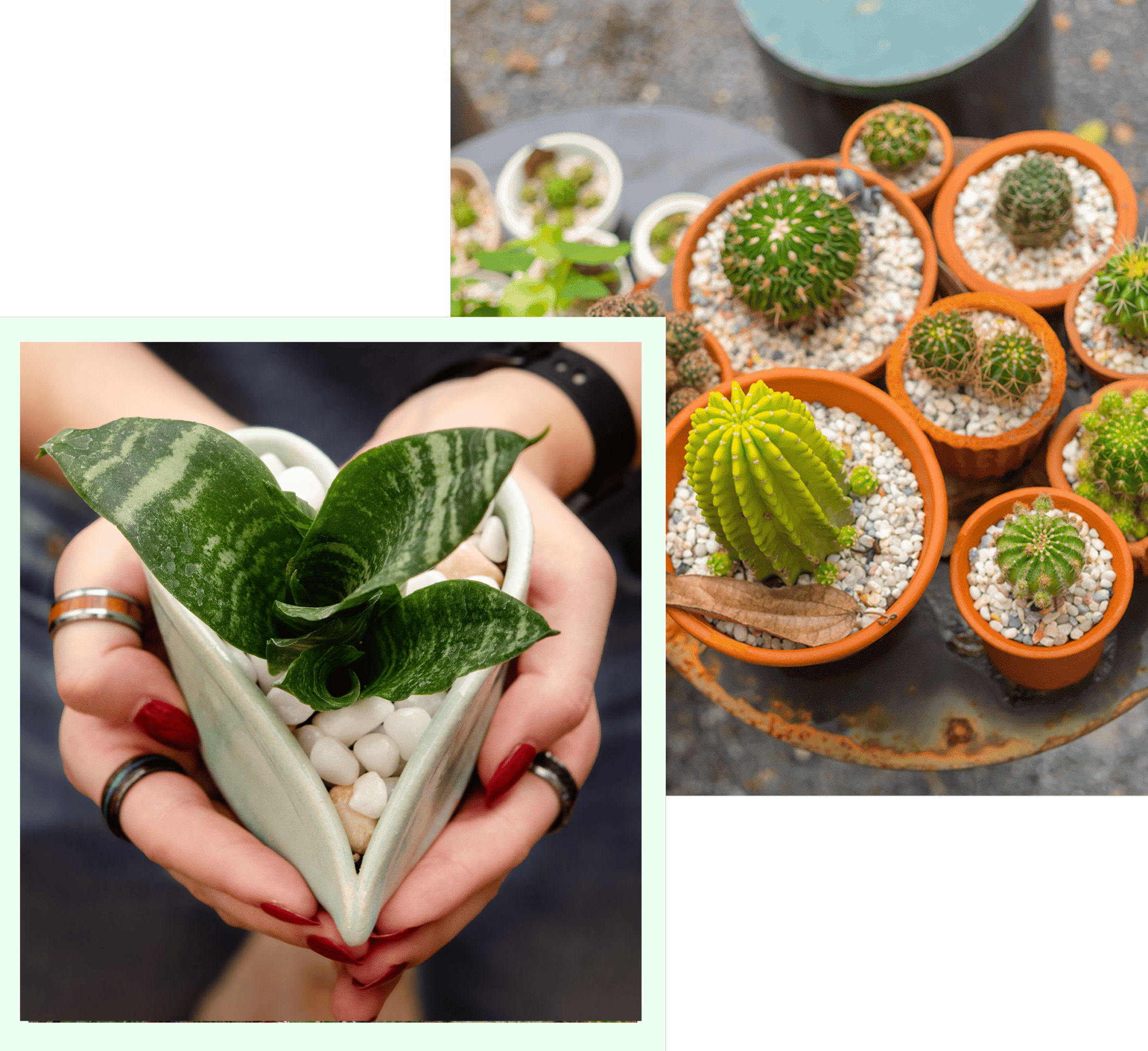 Person holding a small potted plant in their hands