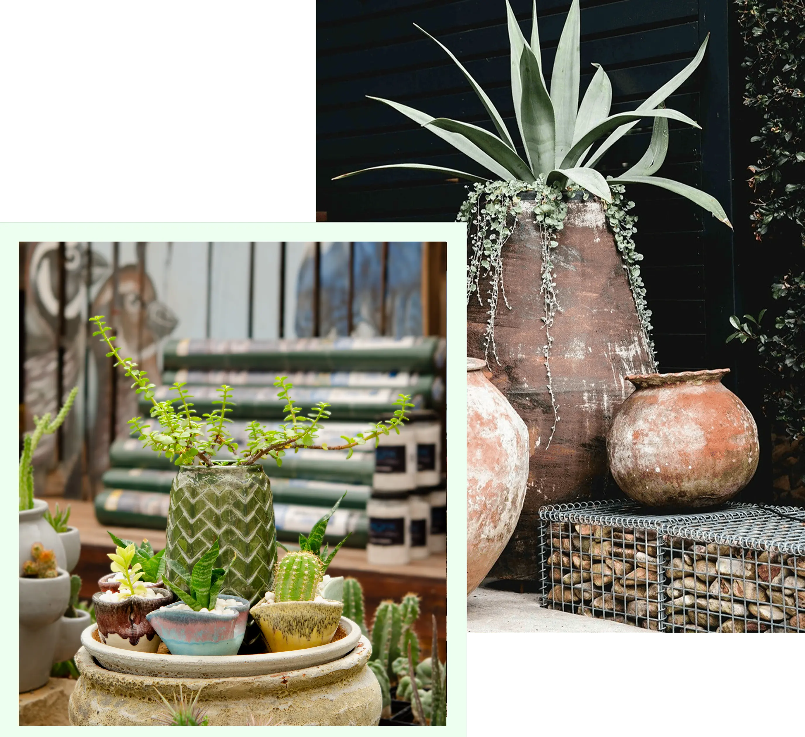 Collage of two pictures of potted plants sitting on top of a table next to each other