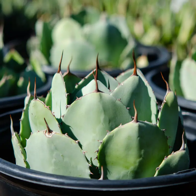 Desert Foothills Gardens Nursery, Inc