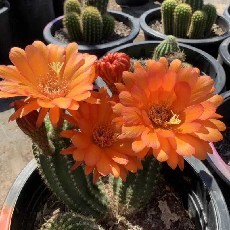 Desert Foothills Gardens Nursery, Inc