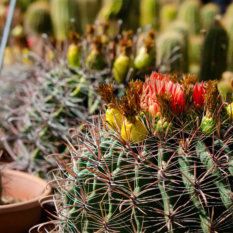 Desert Foothills Gardens Nursery, Inc