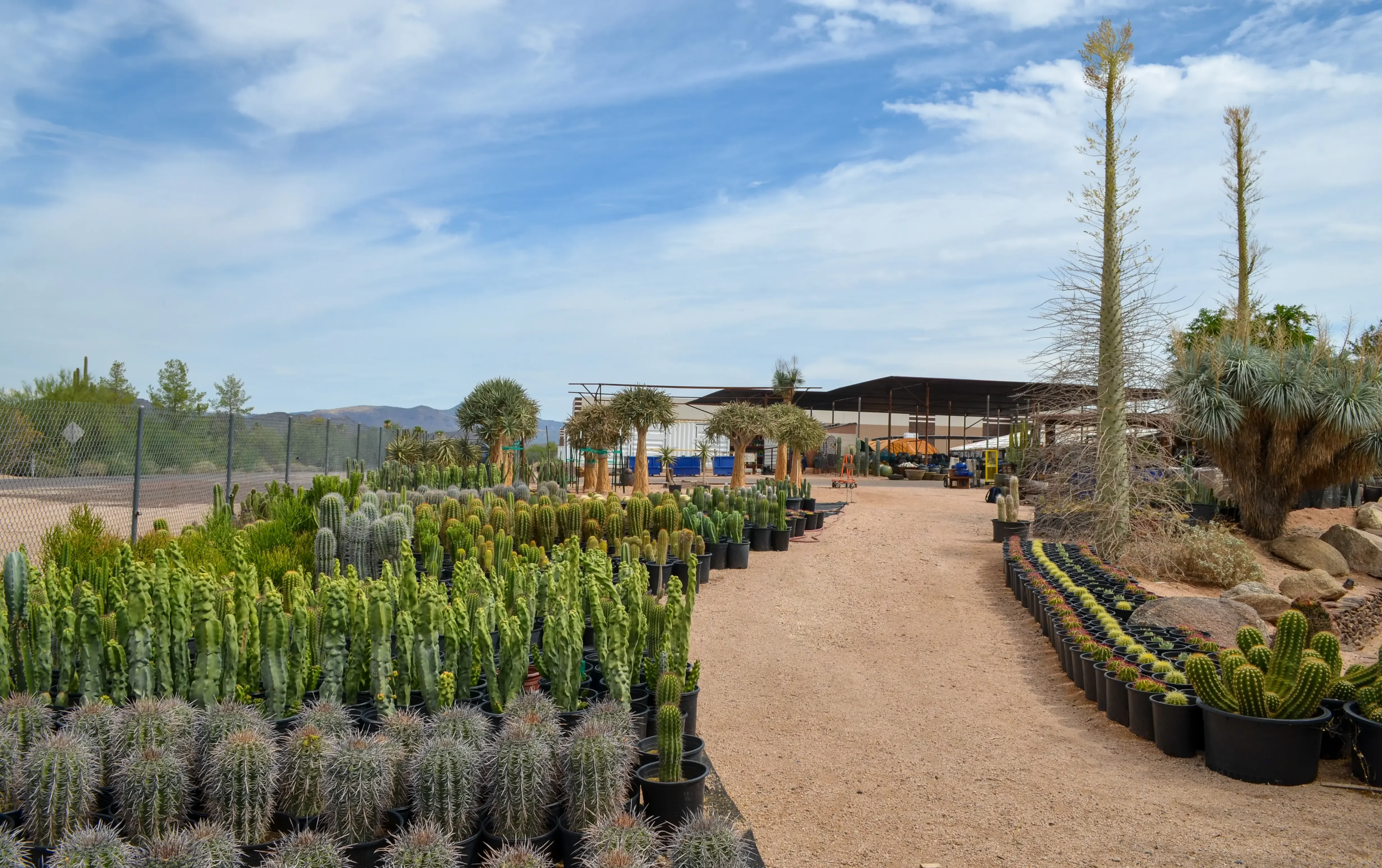 Desert Foothills Gardens Nursery, Inc