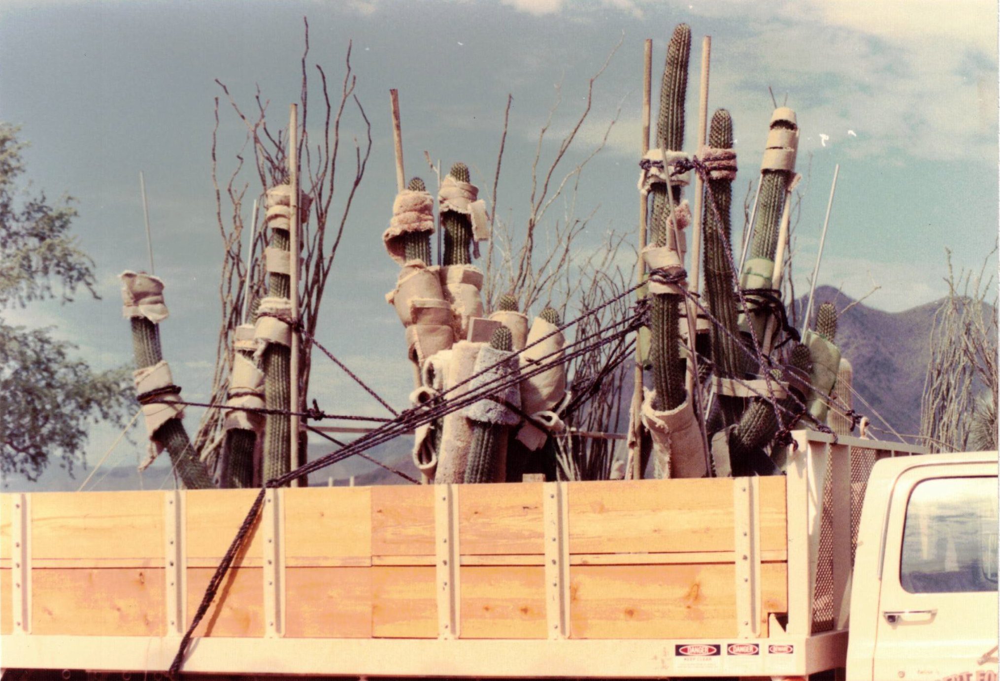 old photo from the 1990s showing organ pipe cactuses wrapped with carpet on the back of a nursery truck for delivery